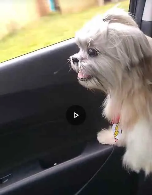 Cachorro ra a Shitzu idade 6 ou mais anos nome MAX
