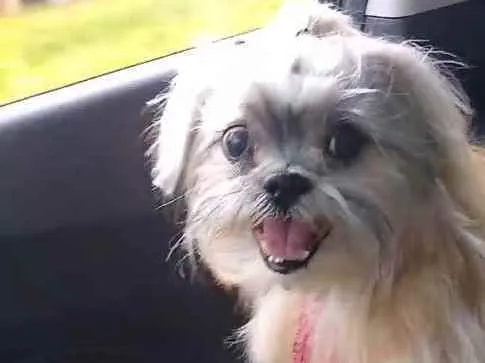 Cachorro ra a Shitzu idade 6 ou mais anos nome MAX