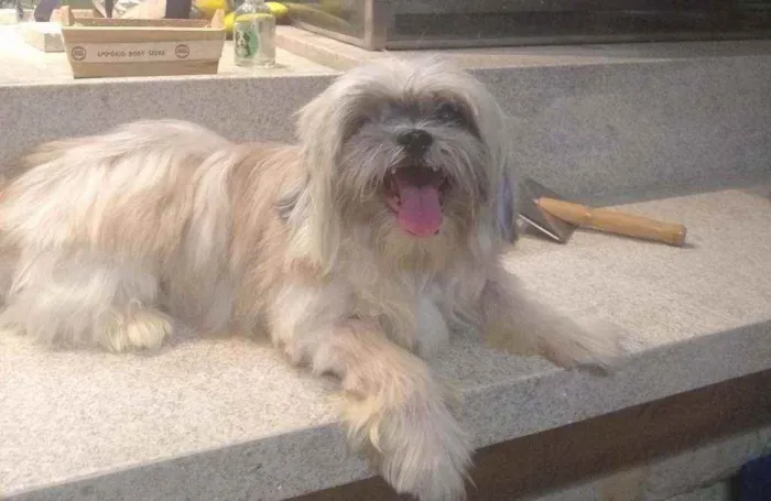 Cachorro ra a Shitzu idade 6 ou mais anos nome MAX