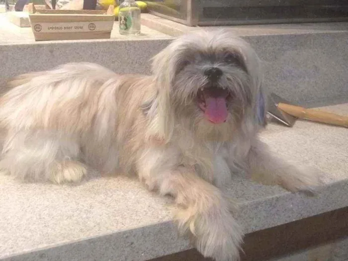 Cachorro ra a Shitzu idade 6 ou mais anos nome MAX