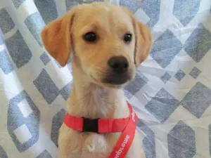 Cachorro raça Vira-Lata idade 2 a 6 meses nome Sasha