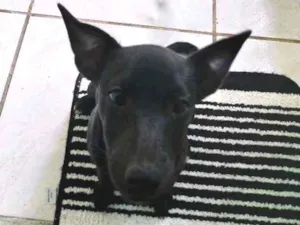 Cachorro raça Pitbull idade 2 a 6 meses nome Atena