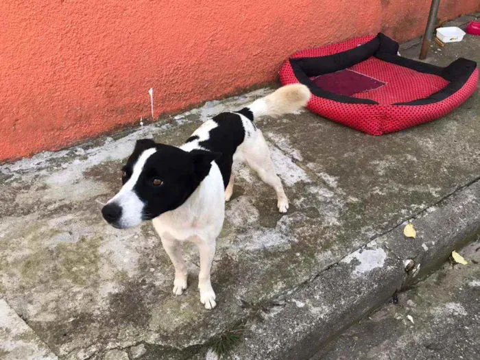 Cachorro ra a Indefinida idade 1 ano nome Romeu