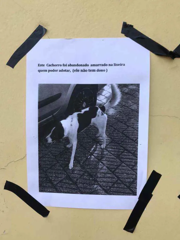 Cachorro ra a Indefinida idade 1 ano nome Romeu