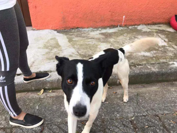 Cachorro ra a Indefinida idade 1 ano nome Romeu