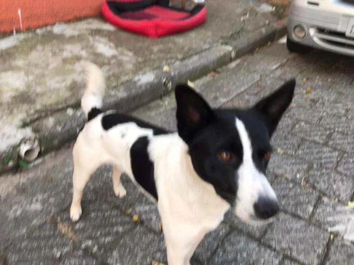 Cachorro ra a Indefinida idade 1 ano nome Romeu
