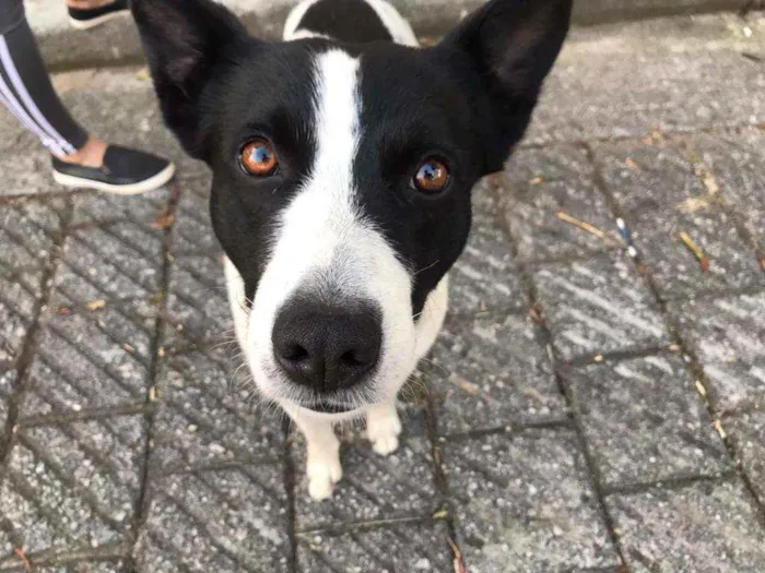 Cachorro ra a Indefinida idade 1 ano nome Romeu