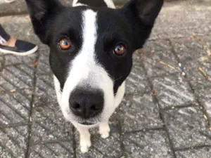 Cachorro raça Indefinida idade 1 ano nome Romeu