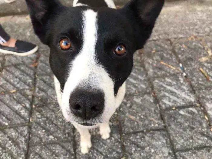 Cachorro ra a Indefinida idade 1 ano nome Romeu