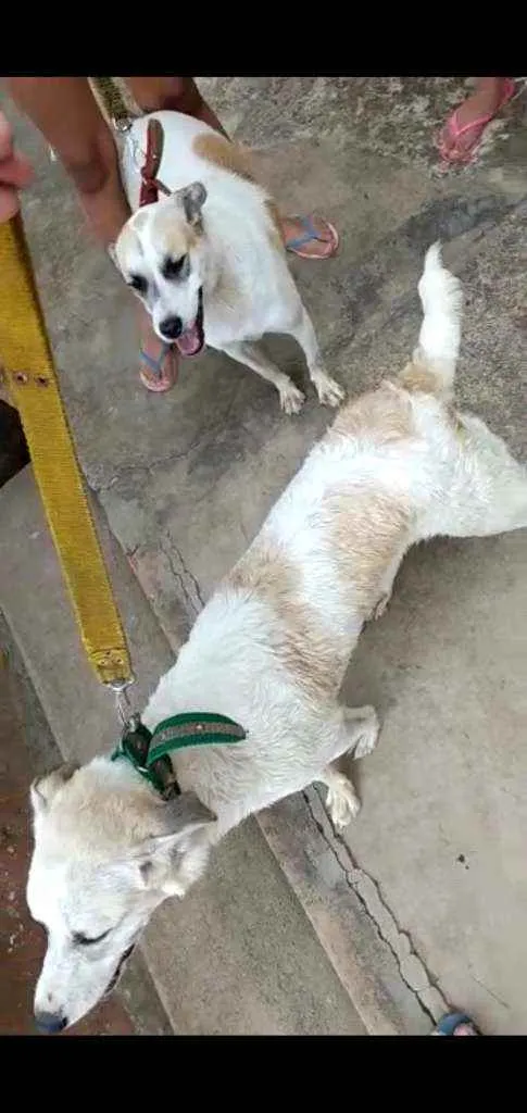 Cachorro raça Rastreada só não sei qual raça idade 7 a 11 meses nome Milou e me iludindo