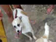 Milou e me iludindo