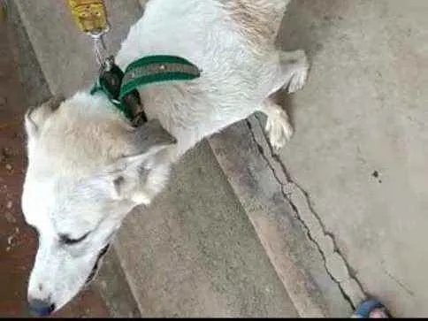 Cachorro raça Rastreada só não sei qual raça idade 7 a 11 meses nome Milou e me iludindo