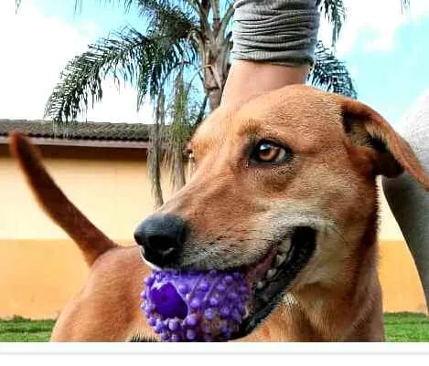 Cachorro ra a  idade 2 anos nome Kiara
