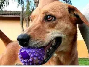 Cachorro raça  idade 2 anos nome Kiara 