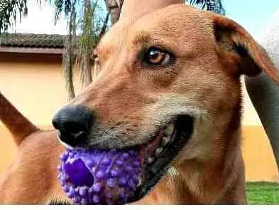 Cachorro ra a  idade 2 anos nome Kiara