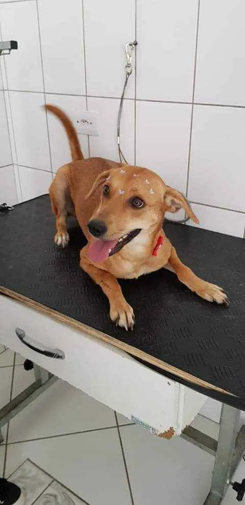 Cachorro ra a  idade 2 anos nome Kiara