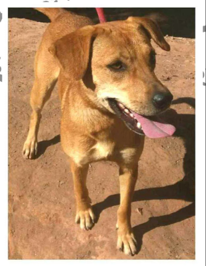 Cachorro ra a  idade 2 anos nome Kiara
