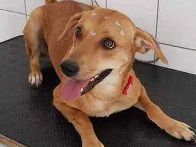 Cachorro ra a  idade 2 anos nome Kiara
