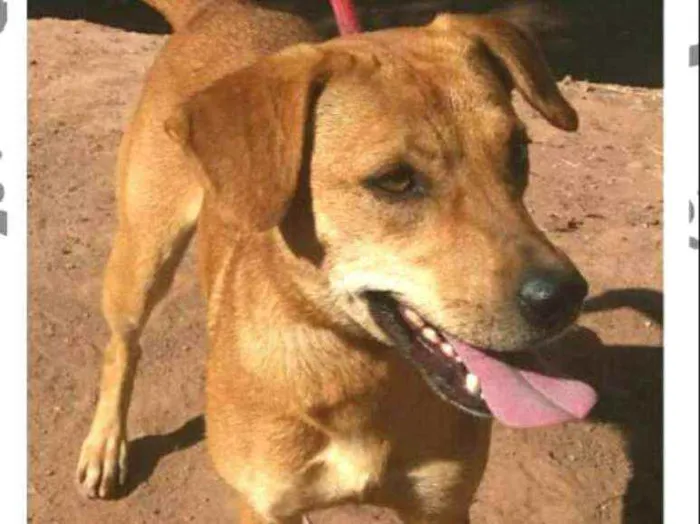 Cachorro ra a  idade 2 anos nome Kiara