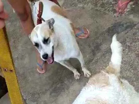 Cachorro raça Rastreada só não sei qual raça idade 7 a 11 meses nome Milou e me iludindo