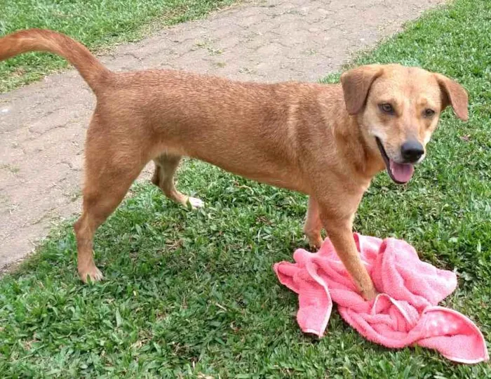Cachorro ra a  idade 2 anos nome Kiara