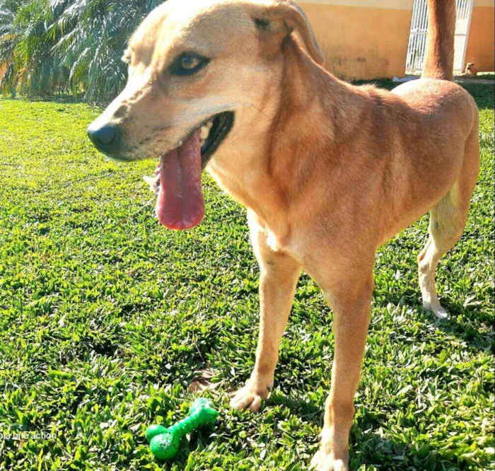 Cachorro ra a  idade 2 anos nome Kiara