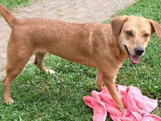 Cachorro ra a  idade 2 anos nome Kiara