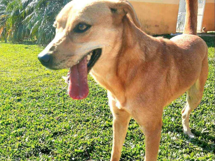Cachorro ra a  idade 2 anos nome Kiara