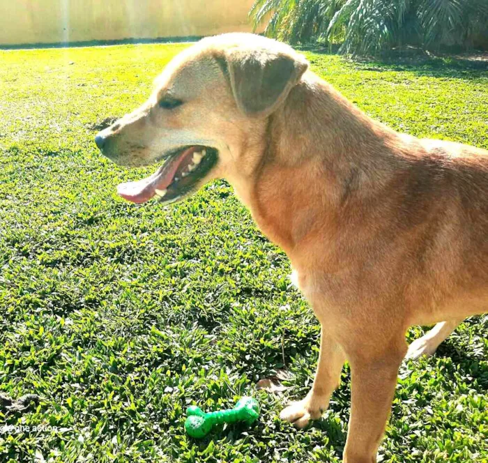 Cachorro ra a  idade 2 anos nome Kiara