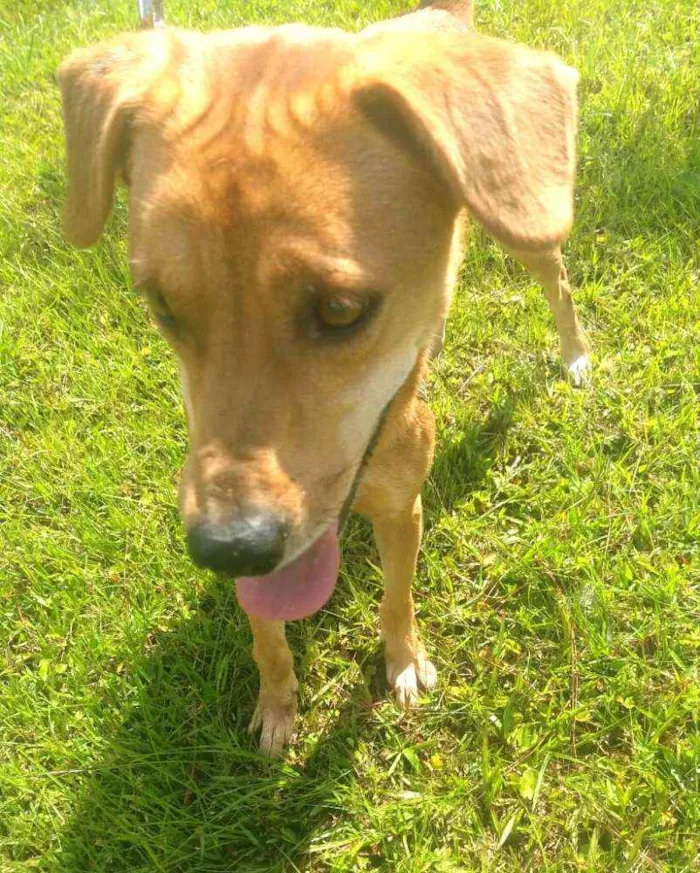 Cachorro ra a  idade 2 anos nome Kiara