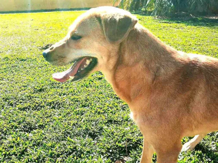 Cachorro ra a  idade 2 anos nome Kiara