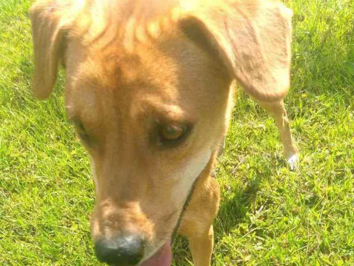 Cachorro ra a  idade 2 anos nome Kiara