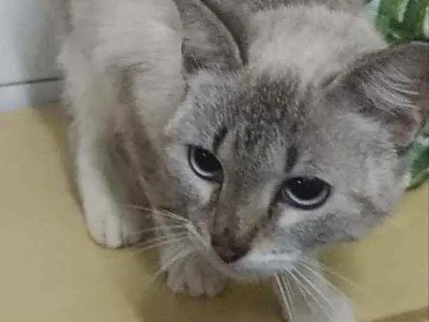 Gato ra a Srd idade 7 a 11 meses nome Sarah