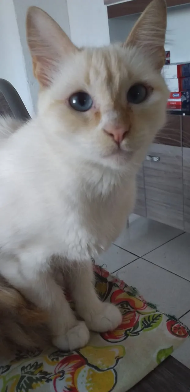 Gato ra a Nao sei  idade 1 ano nome Felicia 