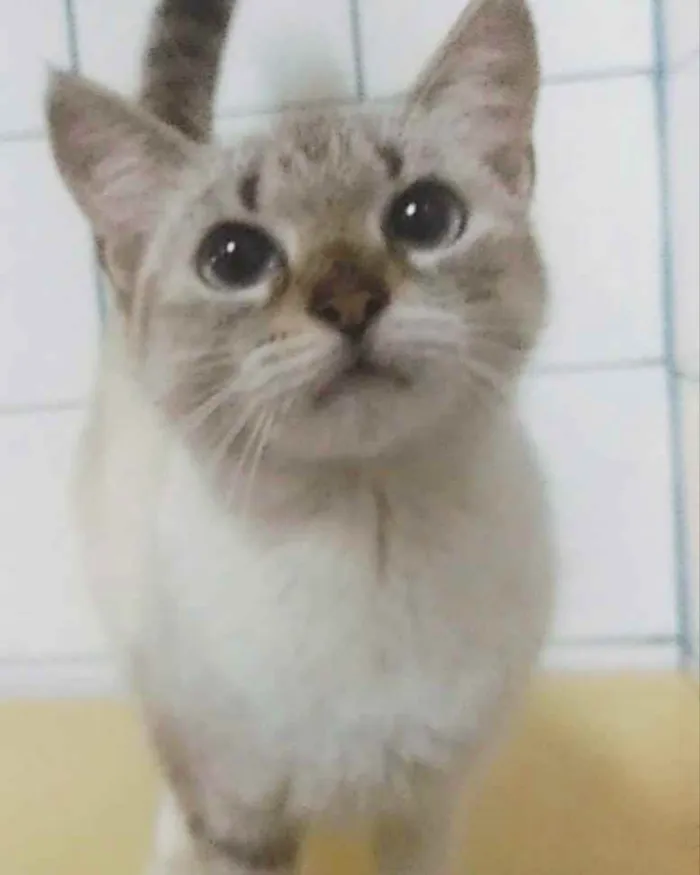 Gato ra a Srd idade 7 a 11 meses nome Sarah
