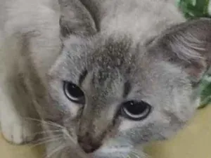 Gato raça Srd idade 7 a 11 meses nome Sarah