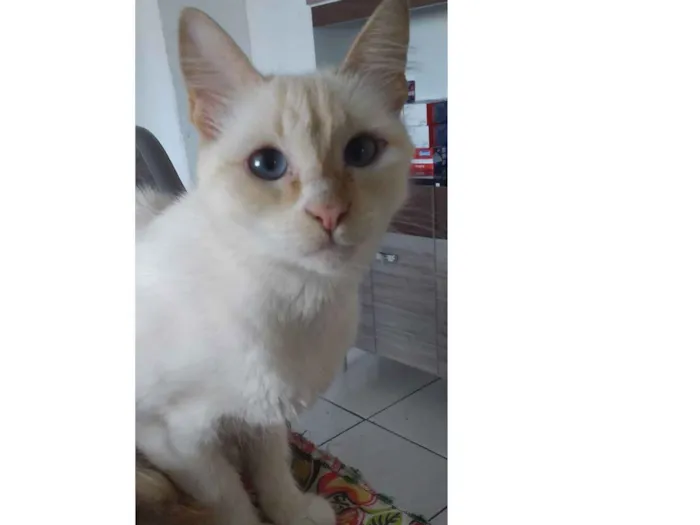 Gato ra a Nao sei  idade 1 ano nome Felicia 