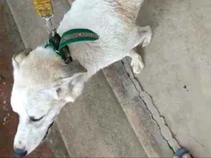 Cachorro raça Rastreada só não sei qual raça idade 7 a 11 meses nome Milou e me iludindo