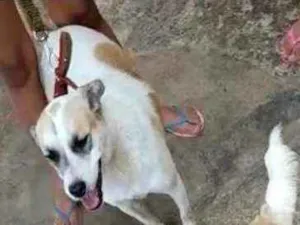 Cachorro raça Rastreada só não sei qual raça idade 7 a 11 meses nome Milou e me iludindo