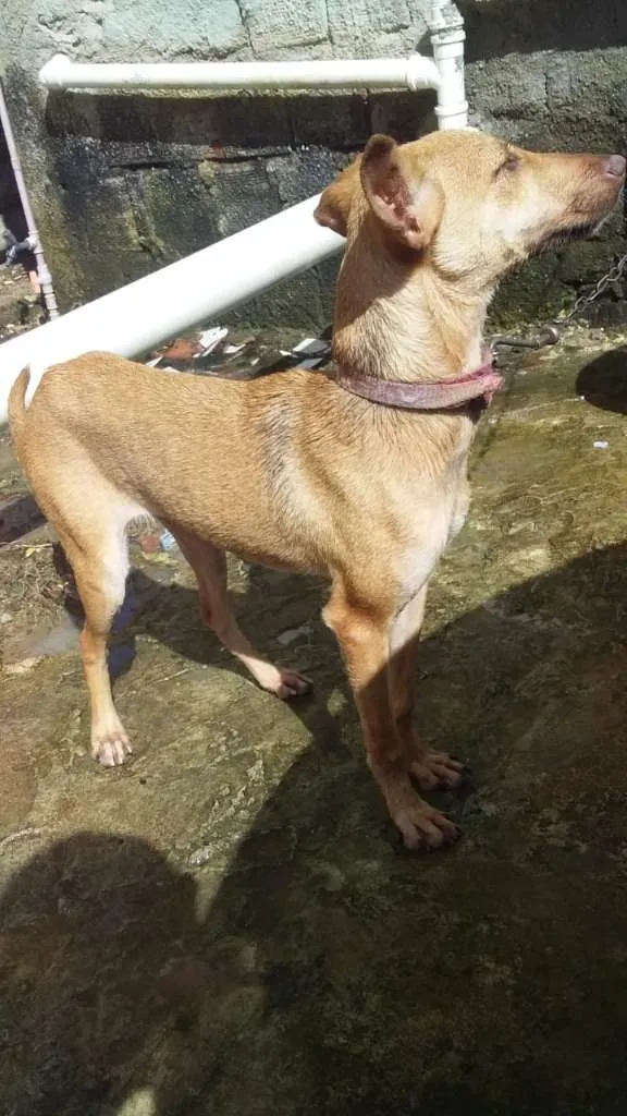 Cachorro raça SRD-ViraLata idade 1 ano nome dorinha