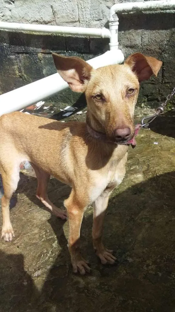 Cachorro raça SRD-ViraLata idade 1 ano nome dorinha