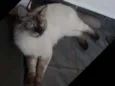 Frida