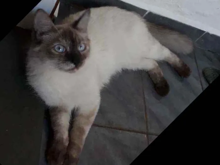 Gato ra a Siamês  idade 2 a 6 meses nome Frida