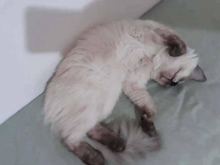 Gato ra a Siamês  idade 2 a 6 meses nome Frida