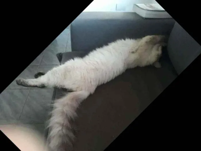 Gato ra a Siamês  idade 2 a 6 meses nome Frida