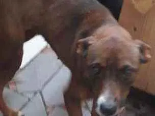 Cachorro ra a Não sei idade 4 anos nome Caramelo 