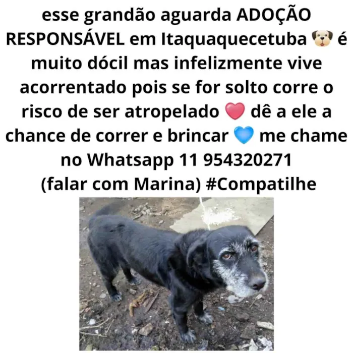 Cachorro ra a  idade  nome Adoção Urgente 