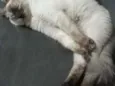 Frida