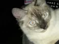 Frida