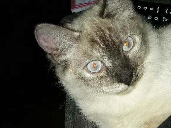 Gato ra a Siamês  idade 2 a 6 meses nome Frida